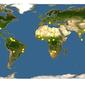 Discover Life: Point Map of Eriocaulon cinereum